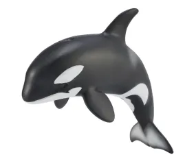 Orca Calf